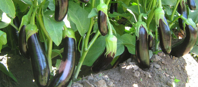 Patlıcan Hastalıkları