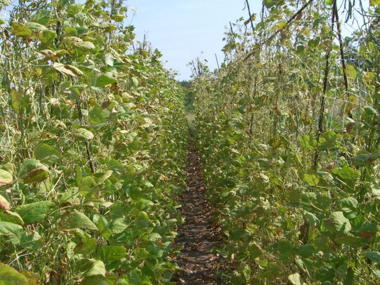 fasulye-tohumu-toprak-hazirligi