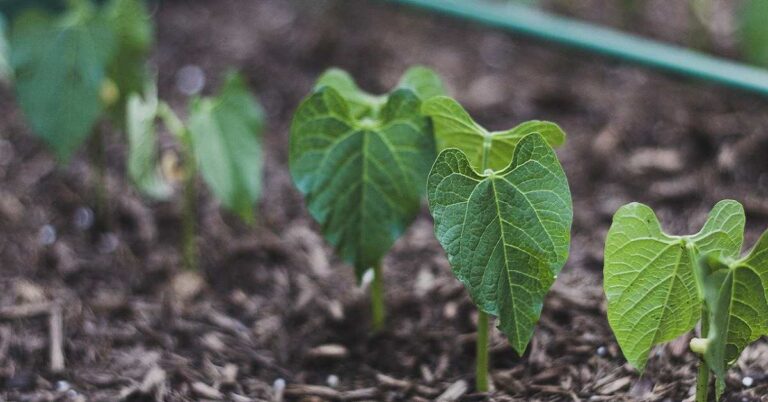 Fasulye Toprak Hazırlığı