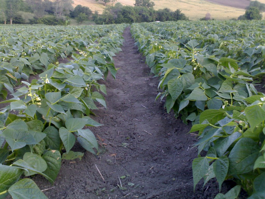 Cino Fasulye Yetiştiriciliği. Kesin Çözümü Sitemizde