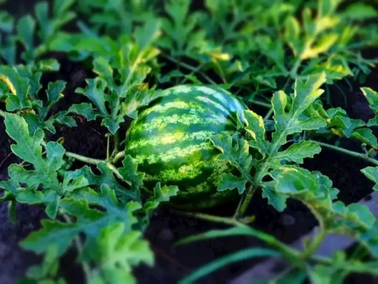 Karpuz Yetiştiriciliğinde Gübreleme