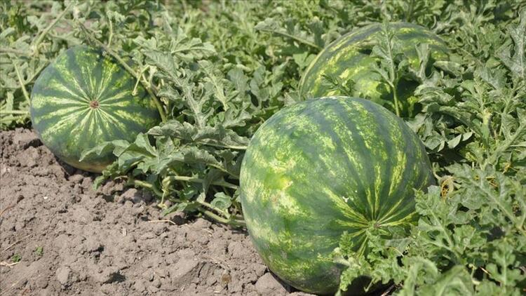 Karpuz İklim İstekleri