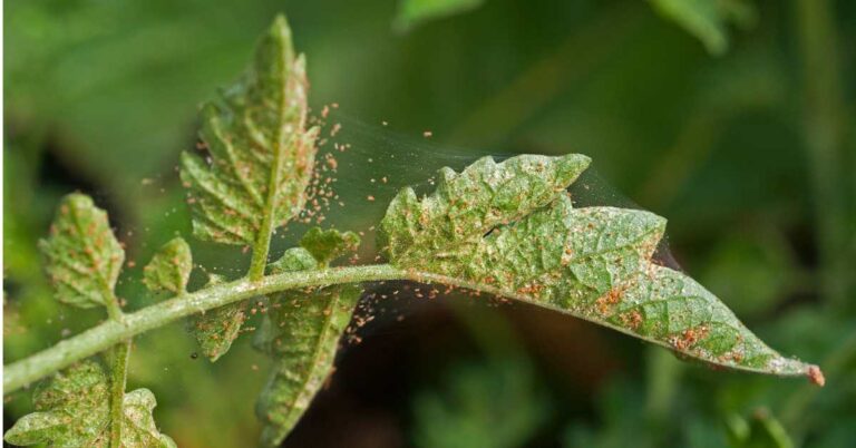 Karpuzda Kırmızı Örümcek