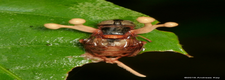 Entomopatojenler