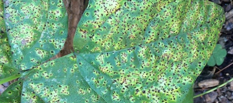 Fasulye Pas Hastalığı