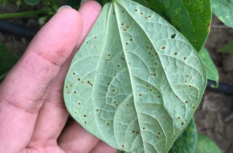 Fasulyede Pas Hastalığı