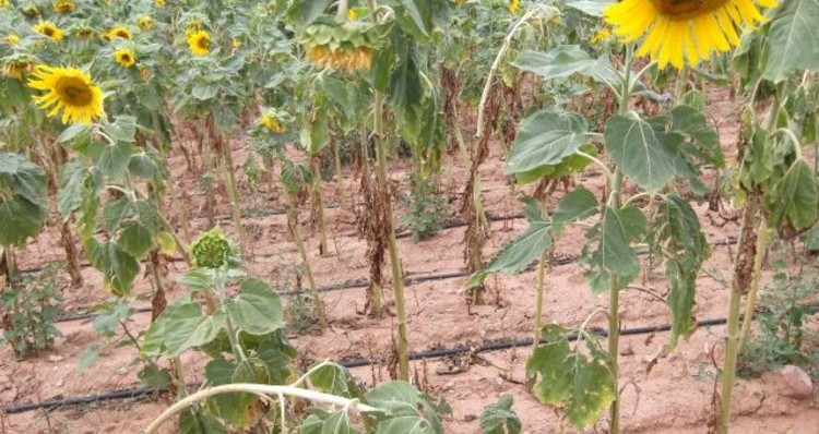 Ayçiçeği Mildiyösü (plasmopara helianthi)