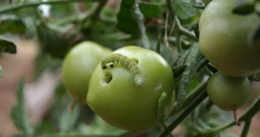 Domates Yeşilkurt İlacı(Heliothis Armigera)