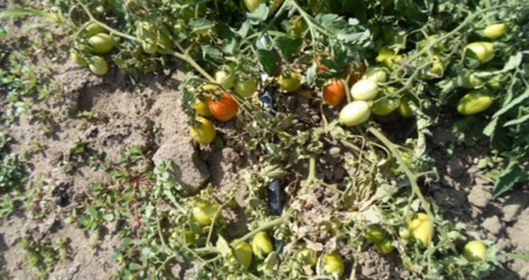 Domateste Fusarium Kök Boğazı Ve Çürüklüğü