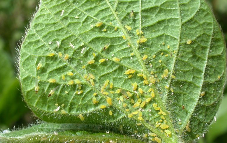 Fasulye Yaprak Biti İlaçları