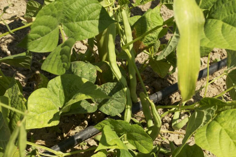 Şeker Fasulye Yetiştiriciliği