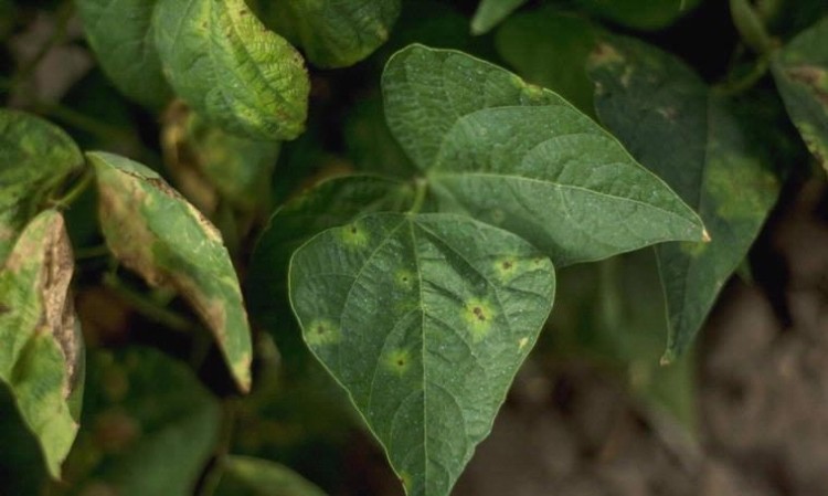 Fasulye Adi Yaprak Yanıklığı