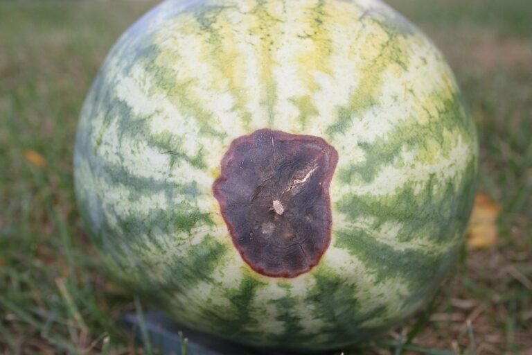 Karpuzda Kalsiyum Eksikliği