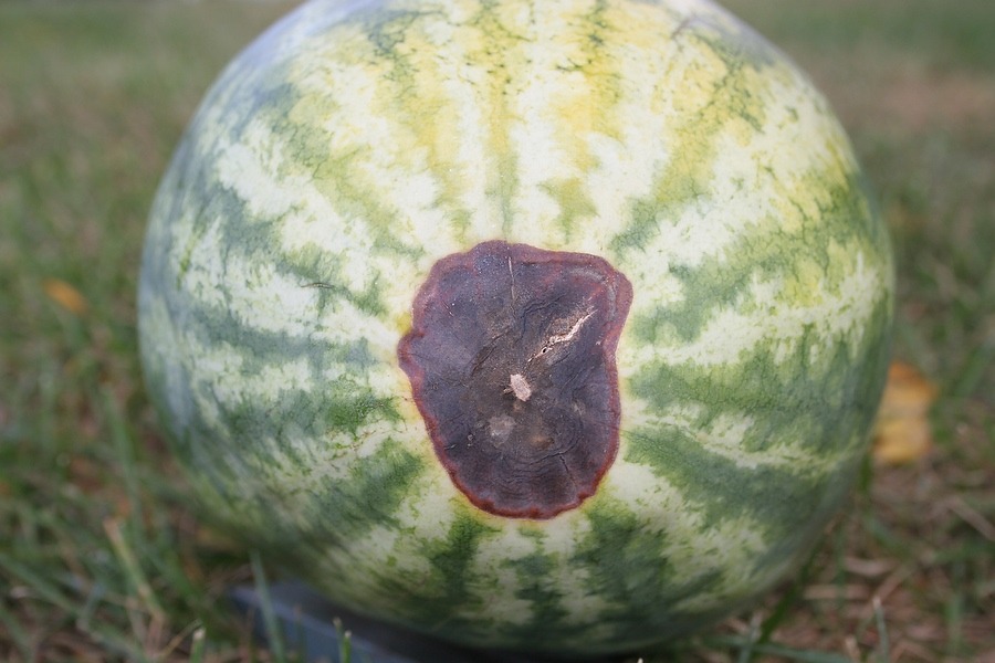 Karpuzda Kalsiyum Eksikliği Kesin ve eItkili Çözümü Sitemizde.