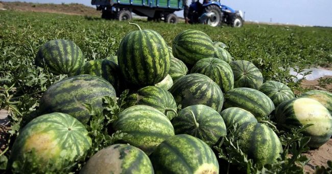 Karpuzda Hasat ile Kesin ve eItkili Çözümü Sitemizde.