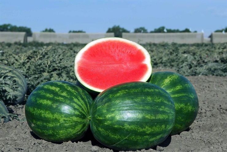 Karpuz Muhafaza Şekilleri