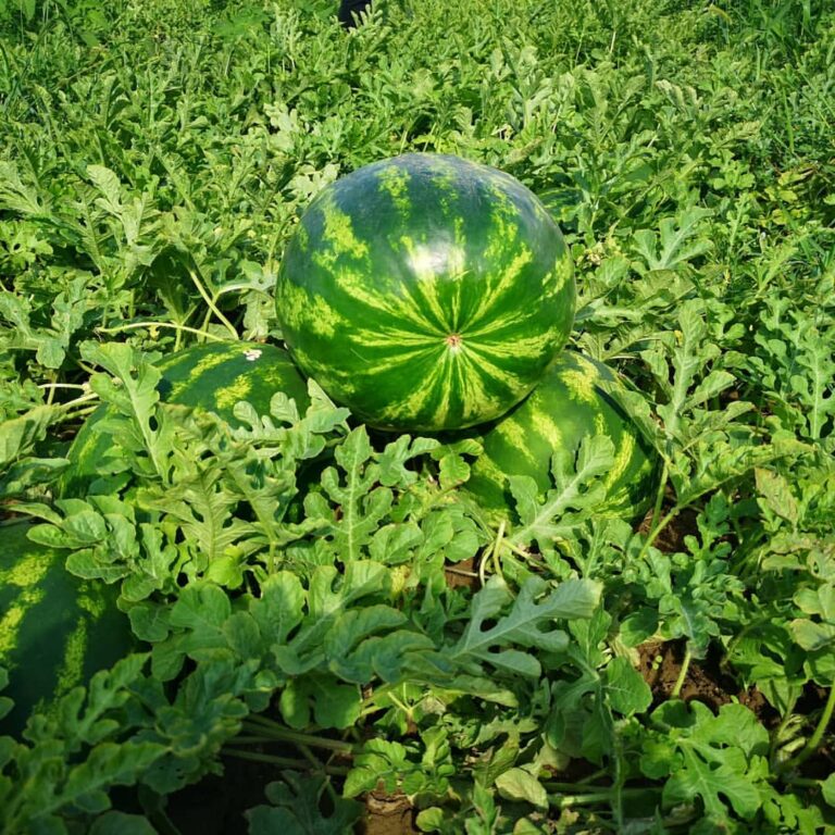 Yerli Karpuz Tohumu Çeşitleri
