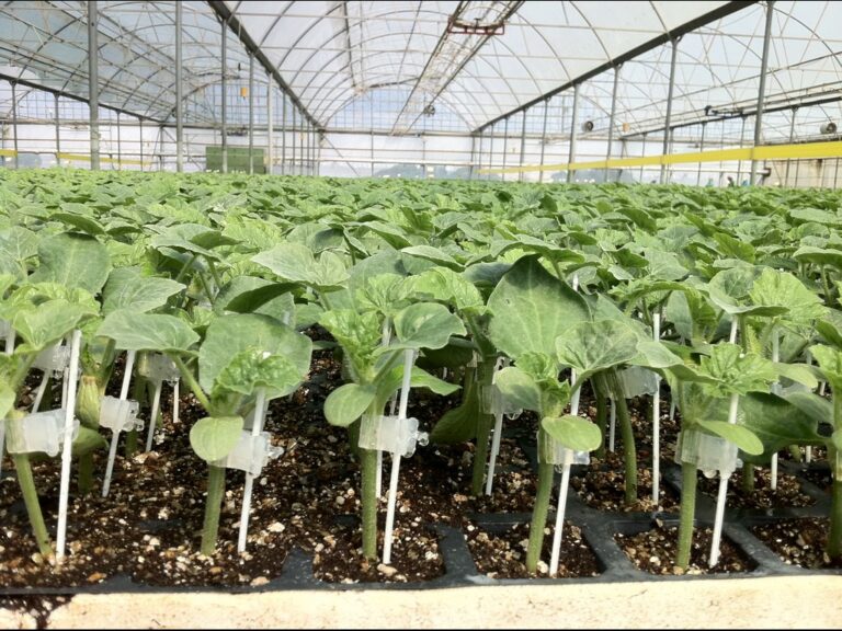 Aşılı karpuz yetiştiriciliği