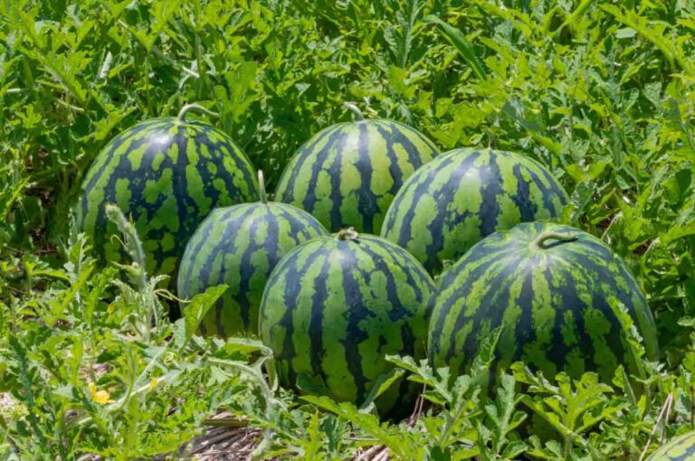 Karpuzda Gübrelemeler Nasıl Yapılmalıdır?