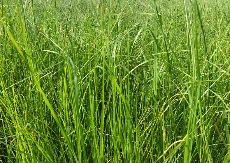 Teff Grass Hasadı Kesin ve Etkili Çözümü Sitemizde