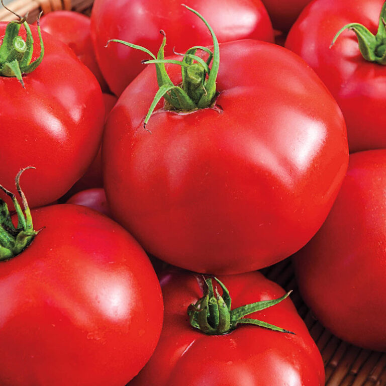 Beef Domates Sulama ve Gübreleme Nasıl Yapılmaktadır