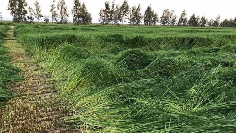 Ryegrass Biçimi Nasıl Yapılmaktadır