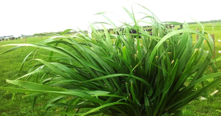 Hayvancılıkta Ryegrass Otunun Önemi