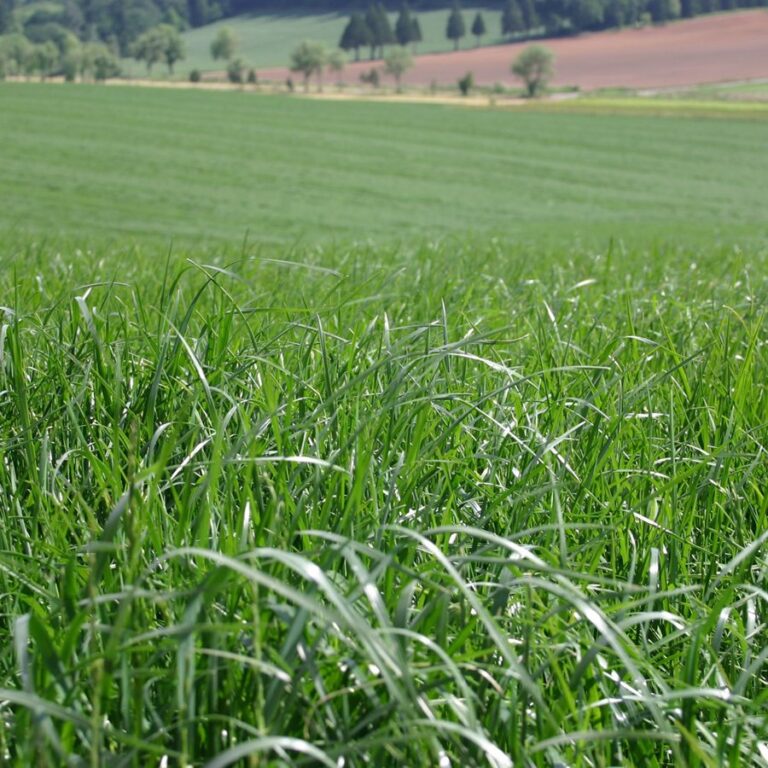 Ryegrass Otu Özellikleri Nelerdir