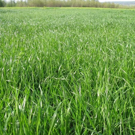 Ryegrass Verimi Nasıldır