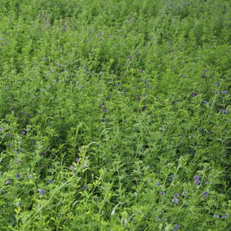 Sementi Yonca Tohumu Özellikleri