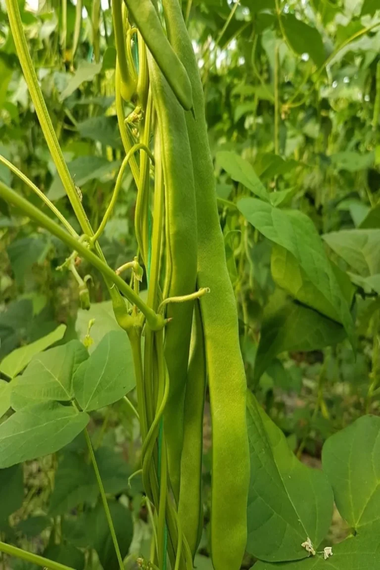 Fasulye Yetiştiriciliği