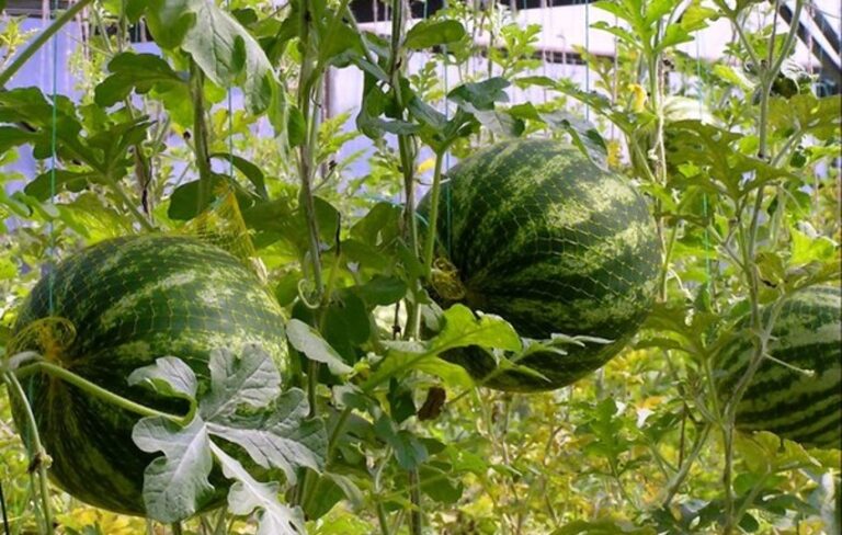 Askıda Karpuz Yetiştiriciliği
